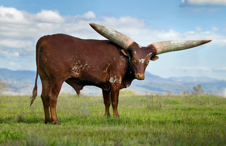 Searching for unique biomarkers that make local cattle breeds more resilient